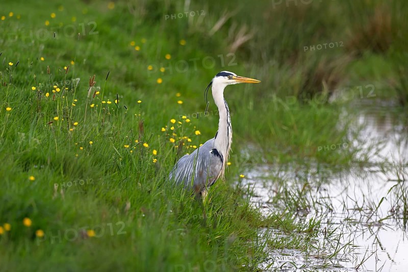 Grey heron (Ardea cinerea) standing in a meadow by a creek, Elbmarschen, Wedel, Schleswig-Holstein, Germany, Europe