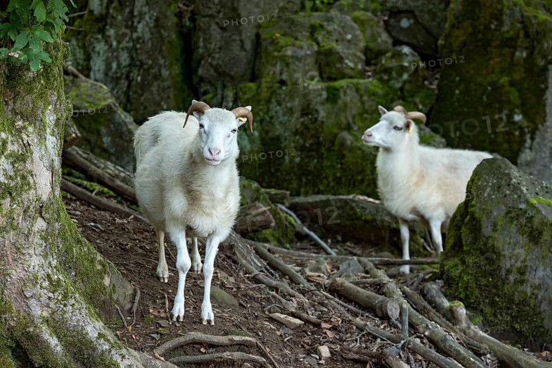 Sheep, white Domestic sheep (Ovis gmelini aries) with horn on volcanic basalt rocks, basanite, summit of Hoherodskopf mountain, Tertiary volcano, Schotten, Vogelsberg Volcanic Region nature park Park, Hesse, Germany, Europe