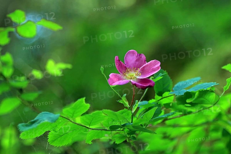 Alpine rose (Rosa pendulina L.)