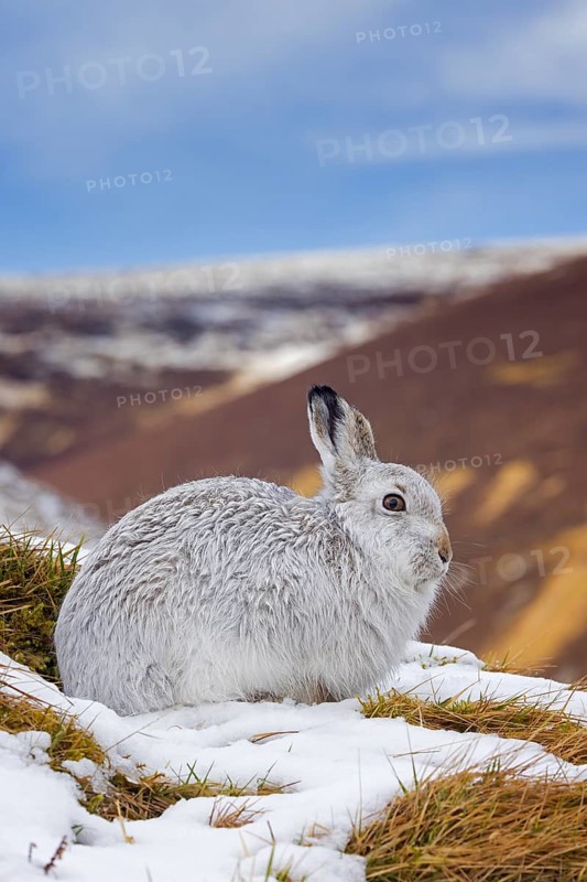 Mountain hare, alpine hare, snow hare (Lepus timidus) in white winter pelage resting in the hills in late winter, Cairngorms National Park, Scotland, United Kingdom, Europe