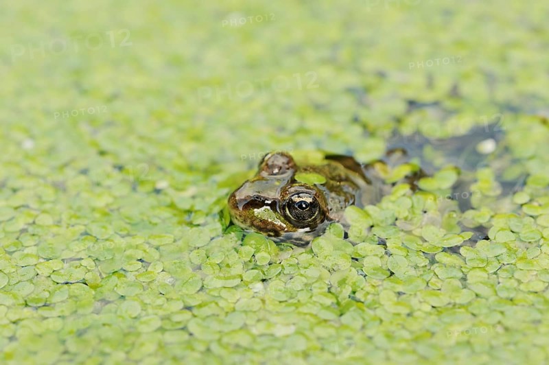 Edible Frog (Pelophylax esculentus, Rana esculenta) in a pond with duckweed (Lemna minor), North Rhine-Westphalia, Germany, Europe