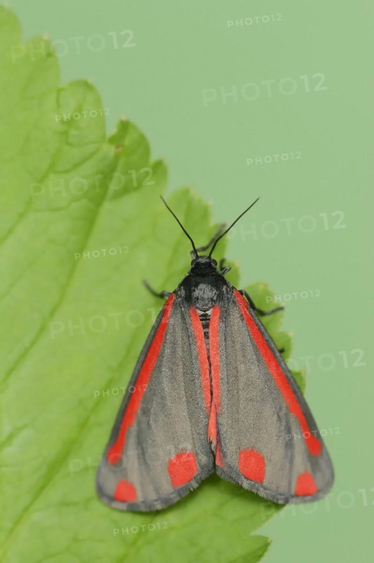 Cinnabar moth (Tyria jacobaeae), North Rhine-Westphalia, Germany, Europe