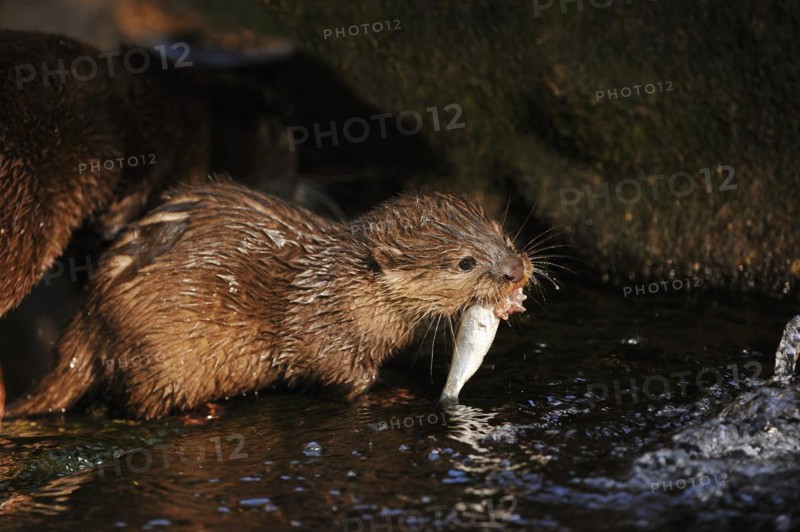 Dwarf otter or oriental small-clawed otter (Aonyx cinerea), juvenile with fish, captive, occurring in Asia