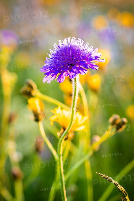 Cornflower and other flowers in a colourful meadow in the sunshine, Black Forest, Gechingen, Germany, Europe