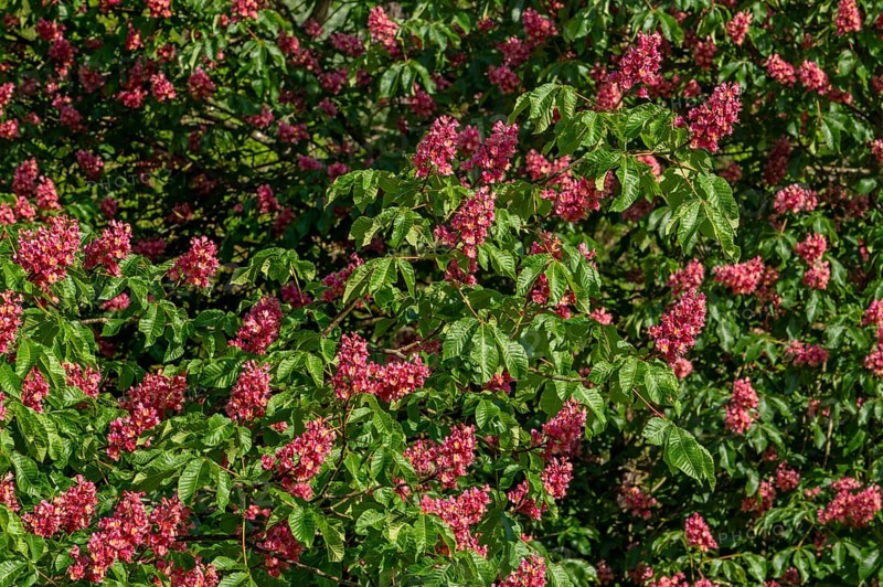 Blooming red horse-chestnut (Aesculus × carnea) artificial hybrid tree showing flowers and leaves in spring