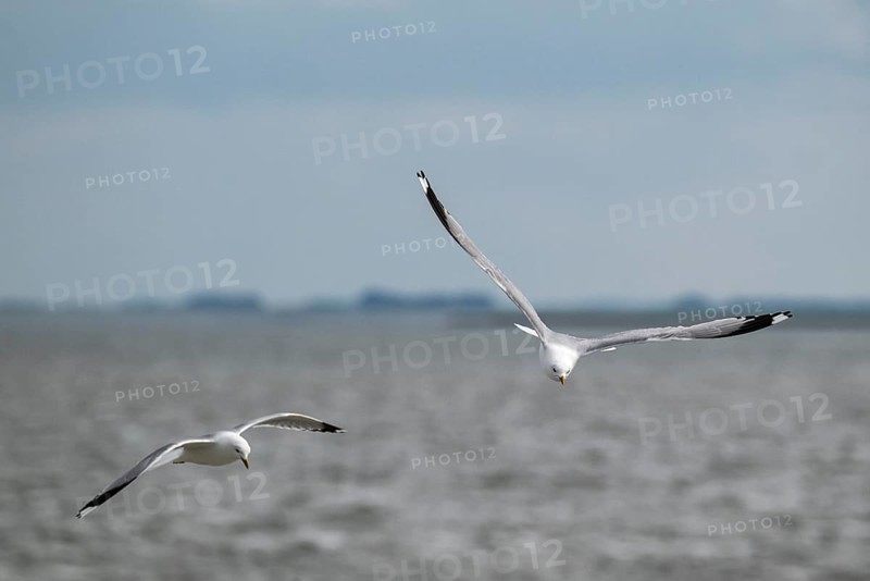 Seagulls in flight, in the background Hallig Hooge, North Frisia, Schleswig-Holstein, Germany, Europe