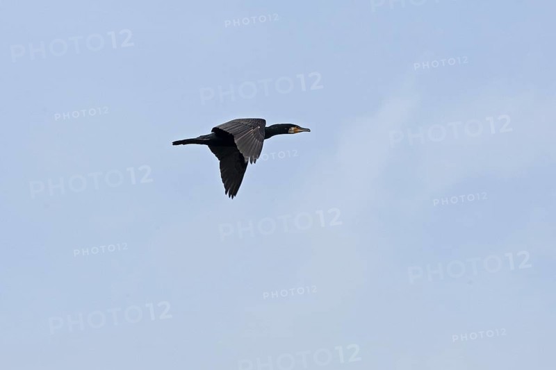 Cormorant (Phalacrocorax carbo) in flight, Geltinger Birk, Geltinger Bucht, Nieby, Schleswig-Holstein, Germany, Europe