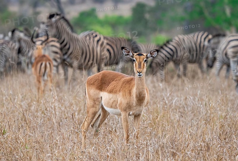 Impala (Aepyceros melampus), adult female in tall grass, Black Heeler Antelope, Kruger National Park, South Africa, Africa
