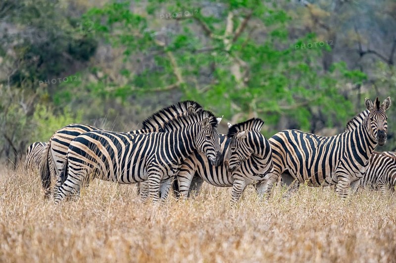 Plains zebras (Equus quagga), cuddling, heads together, in high grass, Kruger National Park, South Africa, Africa