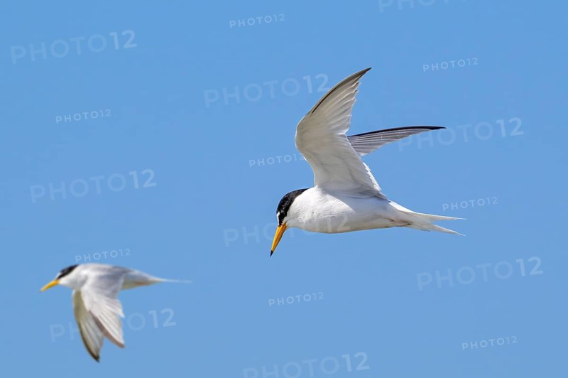 Two little terns (Sternula albifrons, Sterna albifrons) in breeding plumage in flight against blue sky in spring