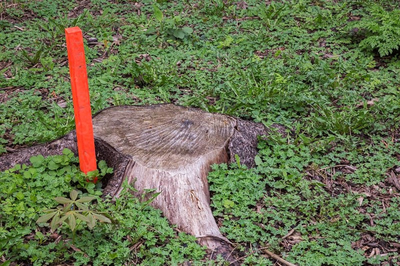 Cut deciduous tree trunk and orange painted wooden stake in spring, Quebec, Canada, North America