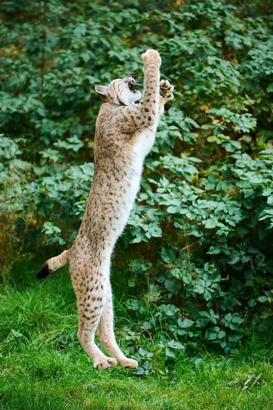 Eurasian lynx (Lynx lynx) jumping while hunting, Bavaria, Germany, Europe