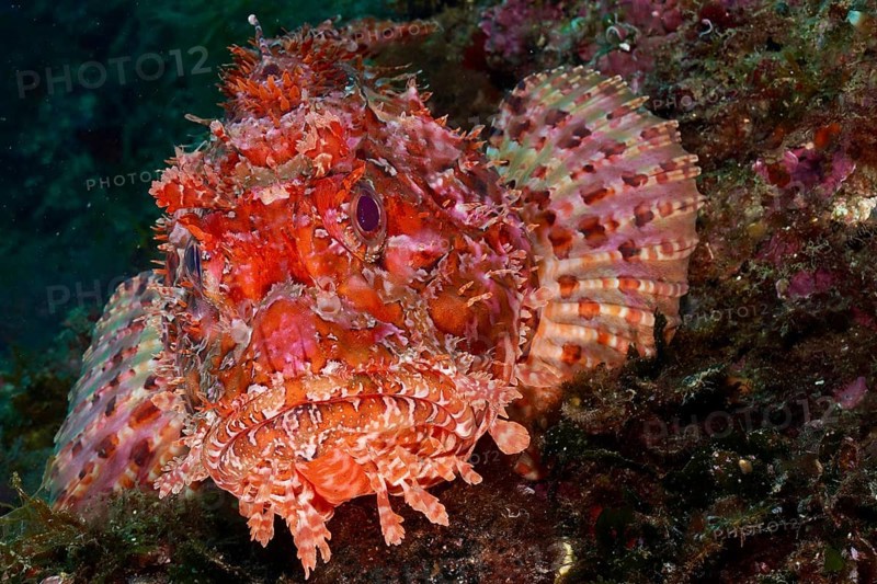 Close-up of red scorpionfish (Scorpaena scrofa), sea sow, with red and orange colouration on the seabed. Dive site Marine protected area Cap de Creus, Rosas, Costa Brava, Spain, Mediterranean Sea, Europe