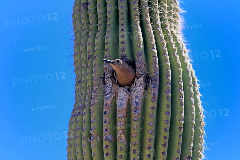 Gila woodpecker (Melanerpes uropygialis), adult, female, looking out of breeding cavity, Saguaro cactus, Sonora Desert, Arizona, North America, USA, North America