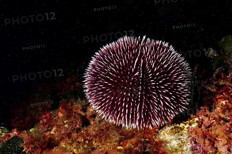 Round, dark-coloured sea urchin with many spiny outgrowths, purple sea urchin (Sphaerechinus granularis) . Dive site Marine reserve Cap de Creus, Rosas, Costa Brava, Spain, Mediterranean Sea, Europe