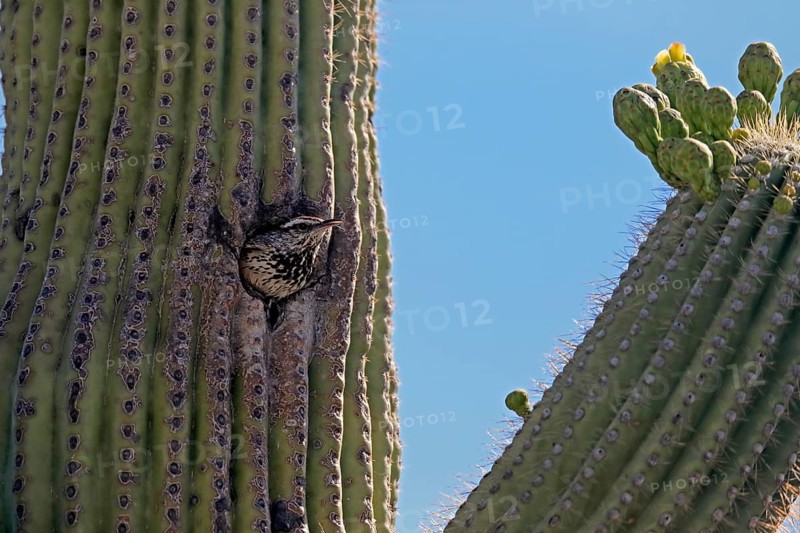 Cactus wren (Campylorhynchus brunneicapillus), adult, saguaro cactus, looking out of breeding cave, Sonoran Desert, Arizona, North America, USA, North America