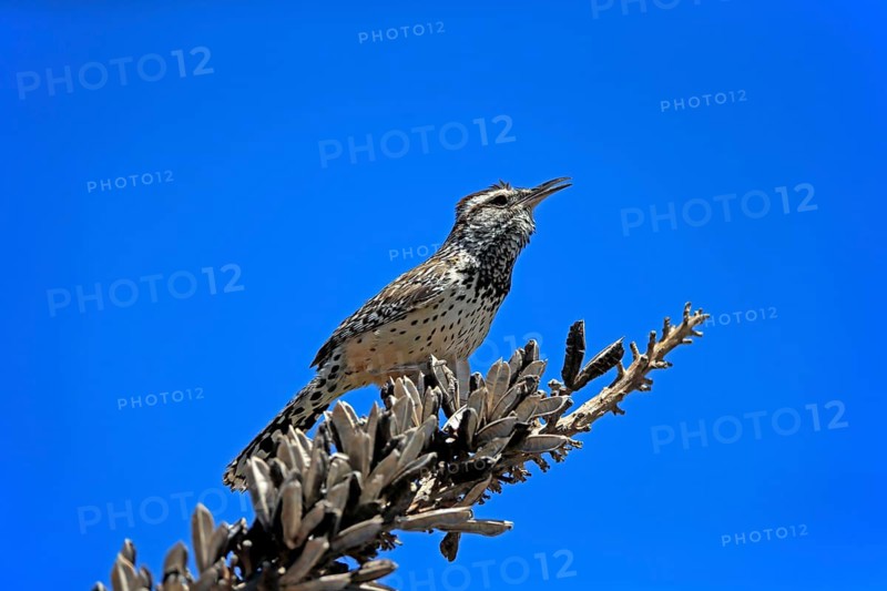 Cactus wren (Campylorhynchus brunneicapillus), adult, on wait, singing, Sonoran Desert, Arizona, North America, USA, North America