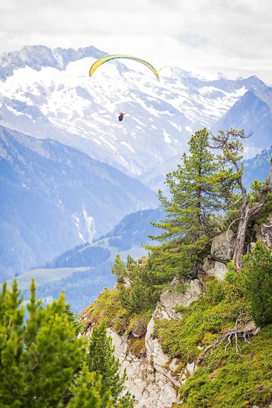 Paragliding over an impressive mountain landscape with snow-covered peaks and green fir trees, Penken, Zillertal. Austria
