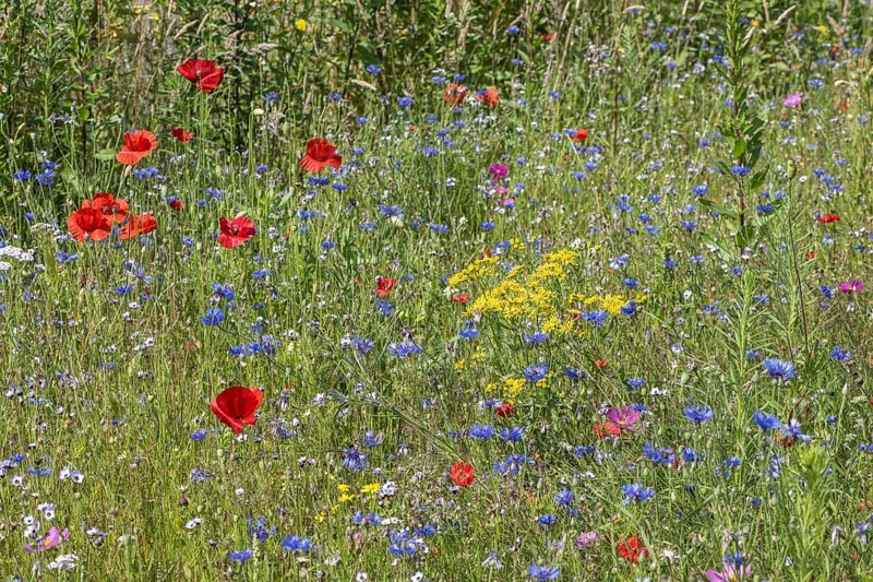 Flower meadow with poppy flower (Papaver rhoeas) and cornflowers (Centaurea cyanea), Emsland, Lower Saxony, Germany, Europe