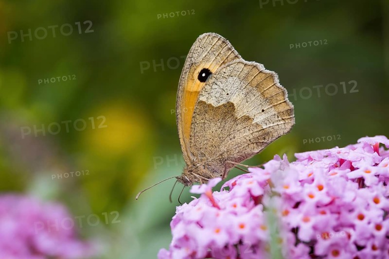 A Meadow Brown (Maniola jurtina) sitting on purple flowers, close-up nature photograph, background blurred, Hesse, Germany, Europe