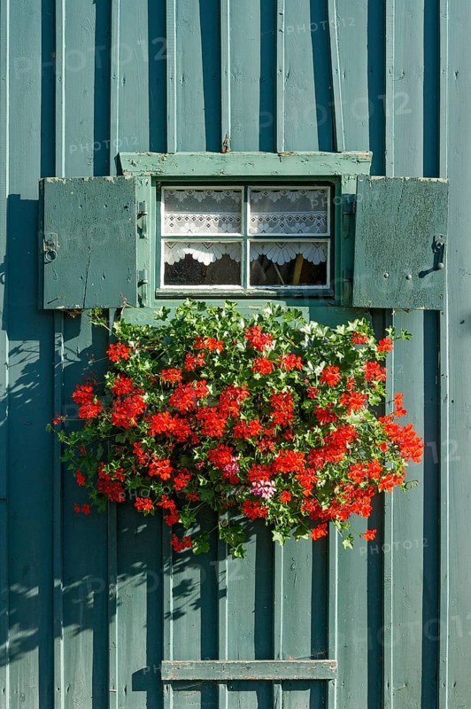 Window with shutters and flower box with geraniums (Pelargonium spec.) in old colourfully painted wooden hut, historic Simmerding boatyard, boathouses, Starnberg on Lake Starnberg, Upper Bavaria, Bavaria, Germany, Europe