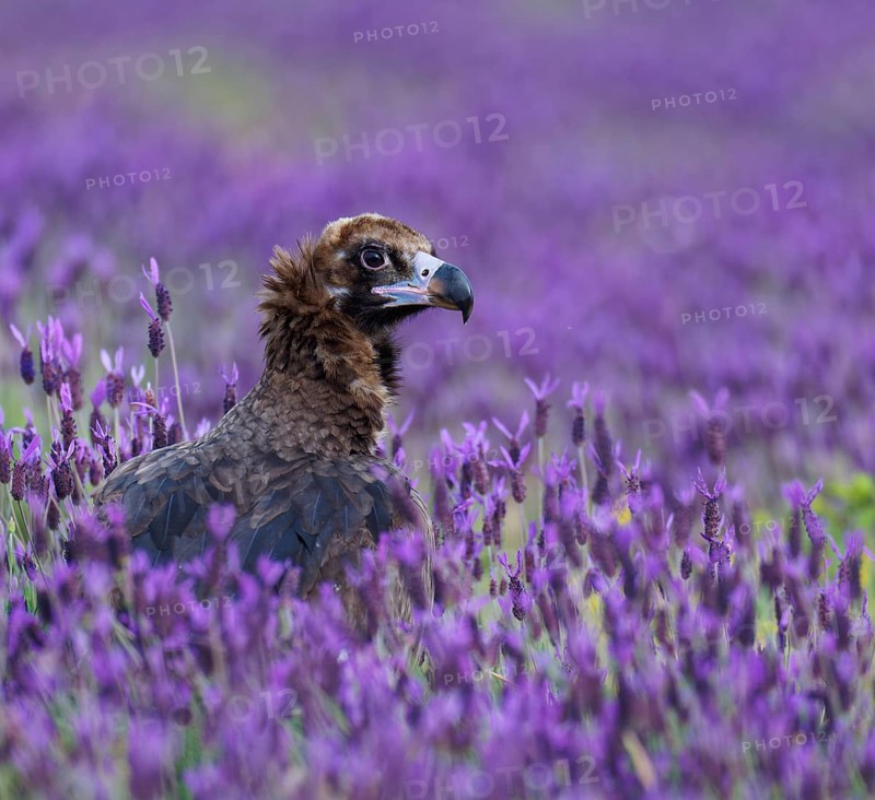 Black vulture (Aegypius monachus, in a meadow with crested lavender (Lavendula stoechas) i Castilla y LeonSpain