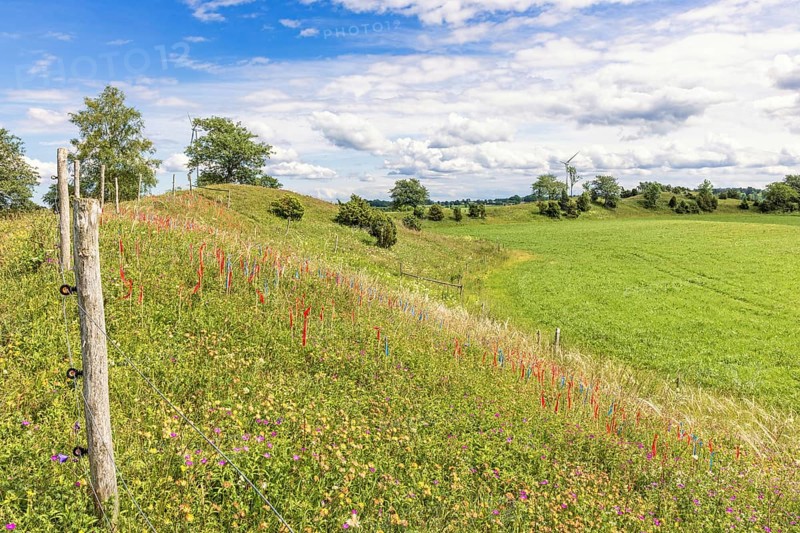 Nature reserve with flags for counting feather grass (Stipa pennata) on a flowering ridge in a rural landscape a sunny summer day, Nolgården Näs, Falköping, Sweden, Europe