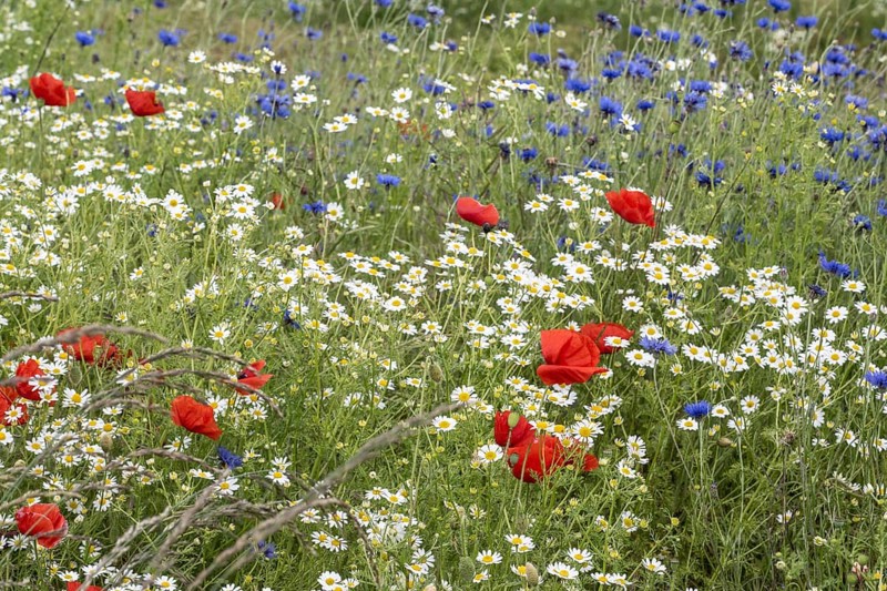 Poppy flower (Papaver Rhoeas), cornflower (Centaurea cyanea) and Scentless mayweed (Tripleurospermum inodorum), Mecklenburg-Vorpommern, Germany, Europe