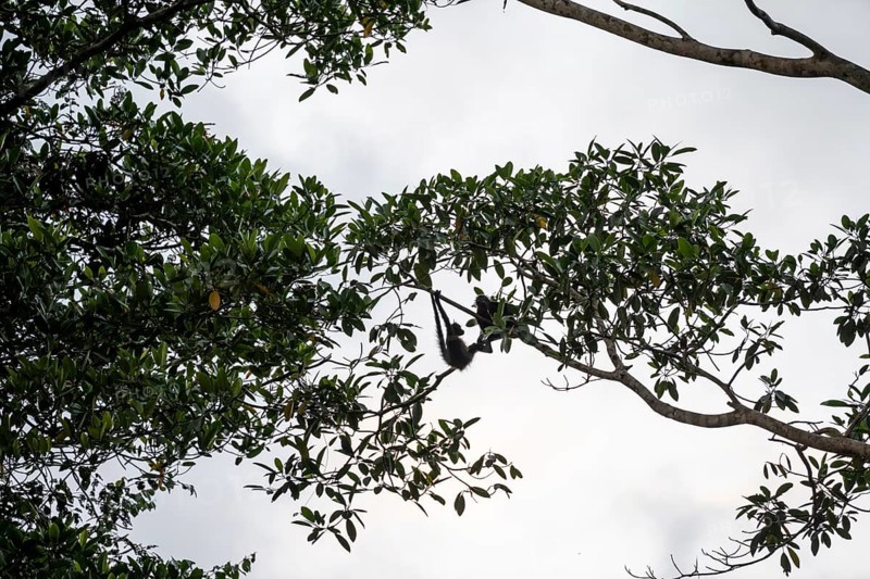 Geoffroy's spider monkey (Ateles geoffroyi), monkey sitting in a tree, Sirena, Corcovado National Park, Osa, Puntarena Province, Costa Rica, Central America