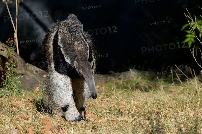 Giant Anteater (Myrmecophaga tridactyla), captive, Germany, Europe