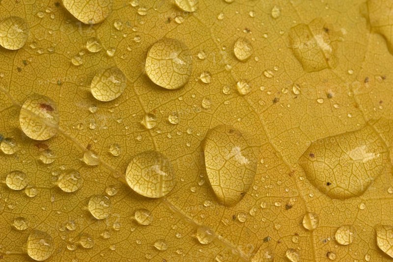 Close-up of yellow poplar leaves with water droplets conveying autumn atmosphere, Spessart, Bavaria, Germany, Europe