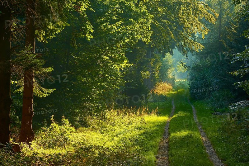 Picturesque forest path with bright sunbeams and lush greenery, a peaceful nature picture, Vielbrunn, Michelstadt, Odenwald, Hesse, Germany, Europe