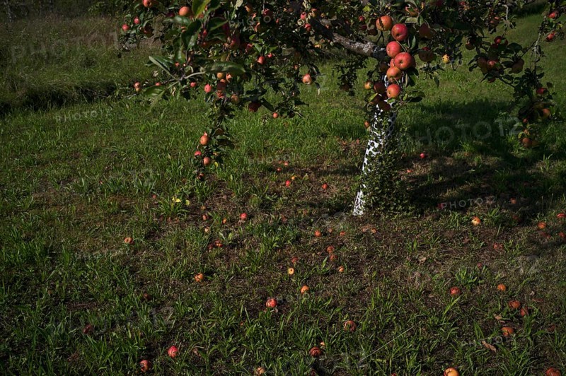 Fallen fruit, apple tree, red apples, meadow orchard, Waiblingen, Baden-Württemberg, Germany, Europe