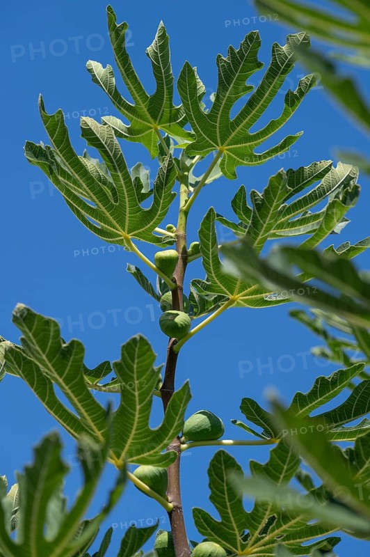 Common fig (Ficus carica) with young fruits, blue sky, Baden-Württemberg, Germany, Europe