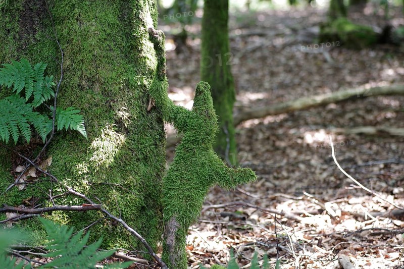 Forest, Moss, Figure, Fantasy, Gnome, On a tree trunk stands a fantasy figure overgrown with moss