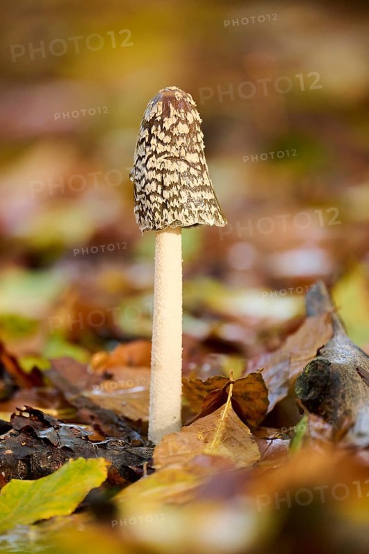 Magpie mushroom (Coprinopsis picacea) growing in a forest in autmn, Bavaria, Germany, Europe