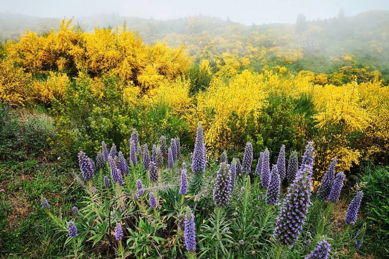 Madeira landscape with Pride of Madeira flowers and blooming Cytisus shrubs and mountains in clouds. Miradouros do Paredao, Madeira island, Portugal, Europe