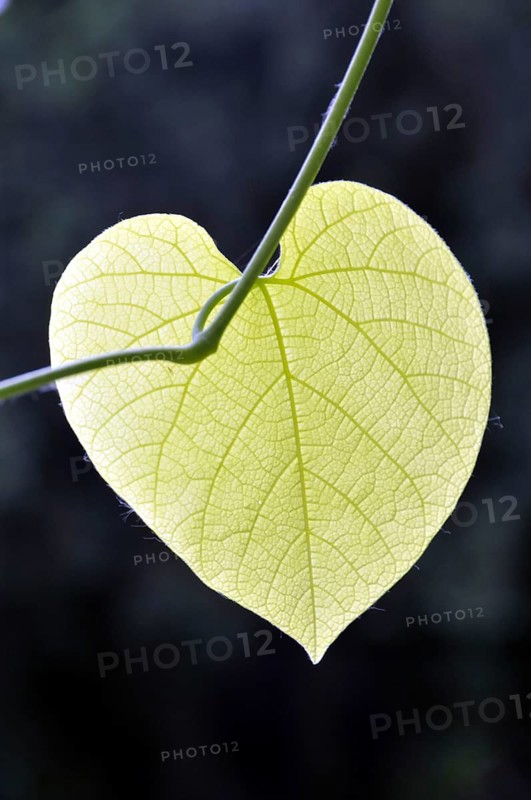 Leaf of a fence vetch, Germany, Europe