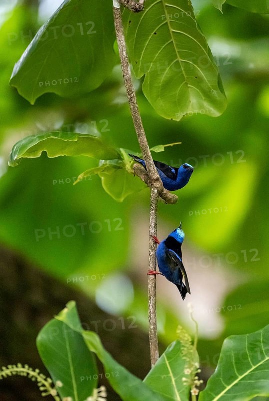 The red-legged honeycreeper (Cyanerpes cyaneus), two adult males on a branch, blue birds in the tropical rainforest, Corcovado National Park, Osa, Puntarena Province, Costa Rica, Central America