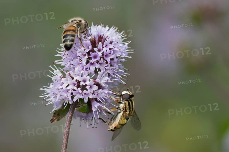 Dangling sunlover (Helophilus pendulus) and bee on flower of water mint (Mentha aquatica), flowering, North Rhine-Westphalia, Germany, Europe