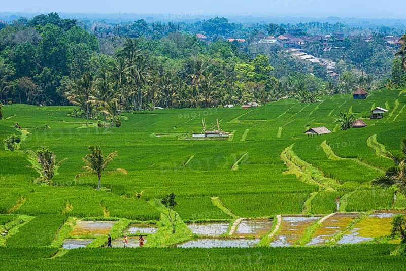 Jatiluwih, rice terrace, rice field, agriculture, export, tourism, travel, landscape, UNESCO, Bali, Indonesia, Asia