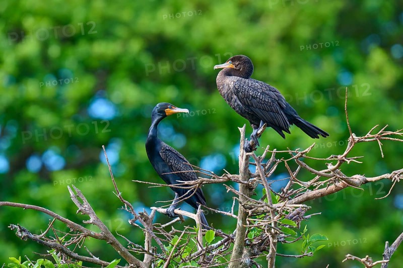 Double-crested cormorant (Phalacrocorax auritus), two birds on tree, Wakodahatchee Wetlands, Delray Beach, Florida, USA, North America