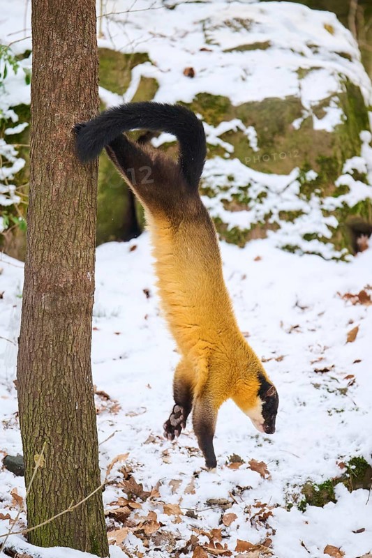 Yellow-throated marten (Martes flavigula) jumping down a tree in winter, Germany, Europe