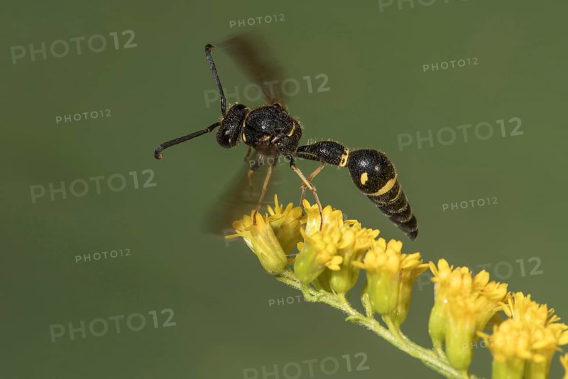 A black and yellow pollen wasp (Eumenes) taking off from Solidago canadensis (Solidago canadensis) . Baden-Württemberg, Germany, Europe
