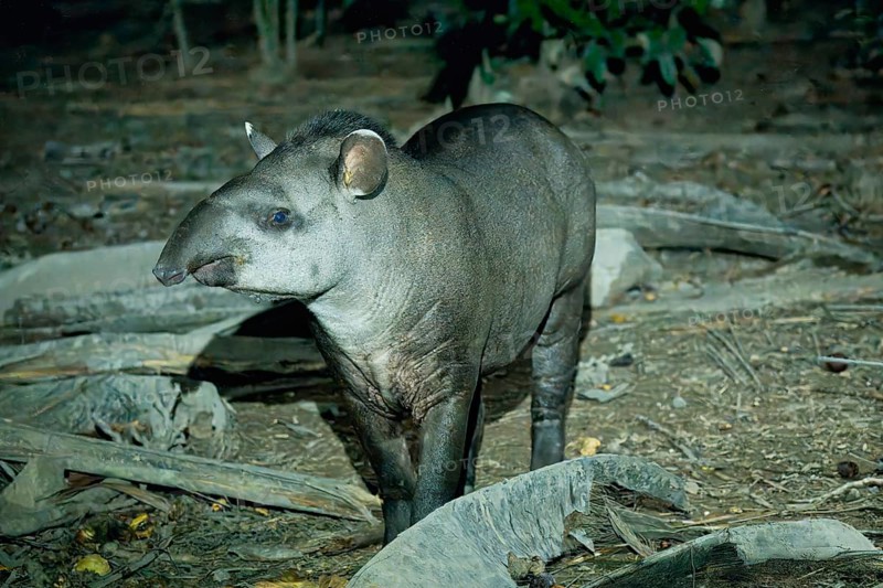 Brazilian tapir (Tapirus terrestris) in the tropical forest at night, Alta Floresta, Amazon, Brazil, South America