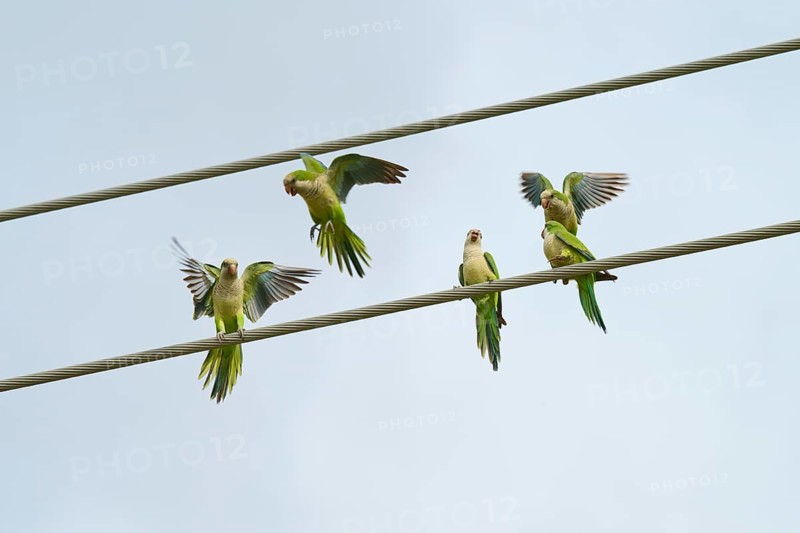 Monk parakeet (Myiopsitta monachus), several birds sitting and flying on power lines in front of a blue sky, Pembroke Pines, Florida, USA, North America