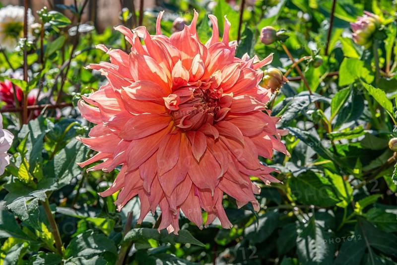 Flowering Dahlias (Dahlia), variety Fairway Spur in the Dahlia Farm in Löderup, Ystad municipality, Skåne County, Sweden, Scandinavia, Europe