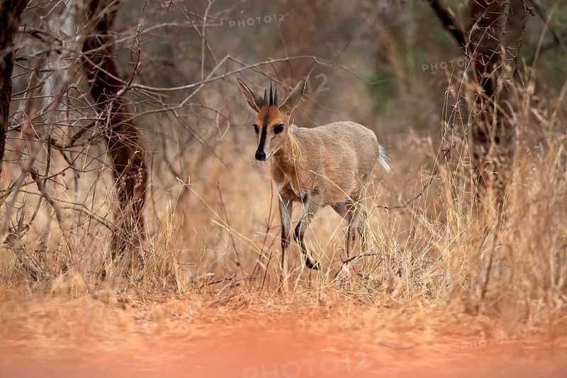 Crowned duiker (Sylvicapra grimmia), adult, male, running, foraging, Kruger National Park, Kruger National Park, Kruger National Park South Africa
