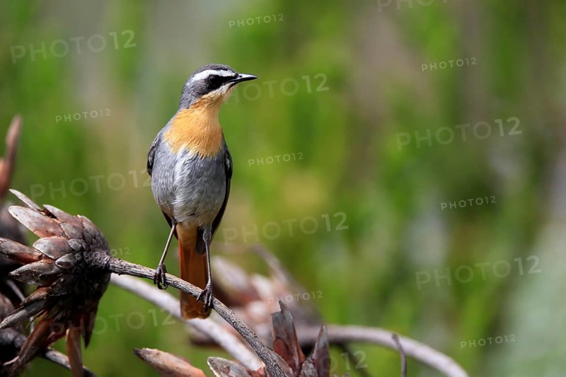 Cossypha caffra, adult, on guard, Protea, Kirstenbosch Botanical Gardens, Cape Town, South Africa, Africa