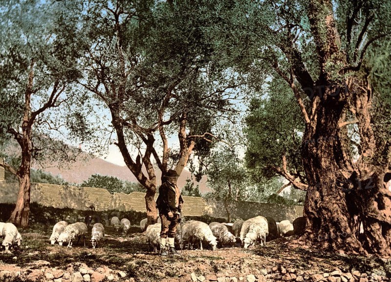 Shepherd tending sheep in an olive grove, Menton on the Riviera, France, c. 1895, Historic, digitally restored reproduction from a 19th century original, Record date not stated, Europe
